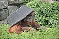 Pongo abelii at the Philadelphia Zoo 012