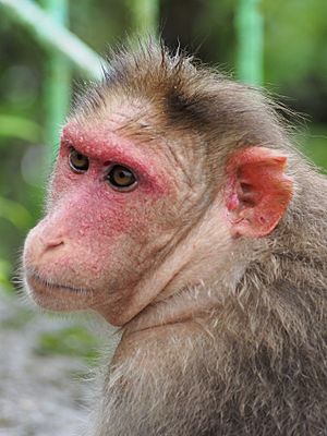 Pregnant Macaque Haji Malang