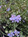 Prostanthera spinosa