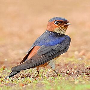 Red-Rumped Swallow (Hirundo daurica) Photograph by Shantanu Kuveskar.jpg