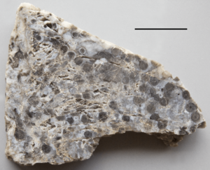 Rhynie chert with Rhynia 1