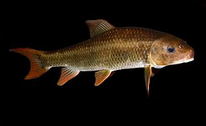 Robust Redhorse Sucker Moxostoma robustum.jpg