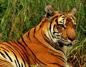 Royal Bengal Tiger at New Delhi