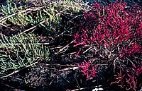 Salicornia