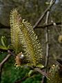 Salix sitchensis 38179
