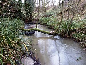 Seabrook Stream 6
