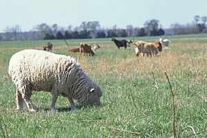 Sheep in field with other livestock