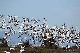 Snow geese flying at Sacramento wildlife refugee