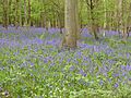 Southwick Wood 11