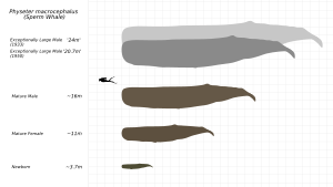 Sperm-Whale-Scale-Chart-SVG-Steveoc86.svg
