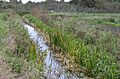 Stanground Wash 5