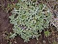Starr 030419-0181 Gnaphalium sp.