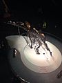 Stegosaurus in the Natural History Museum London