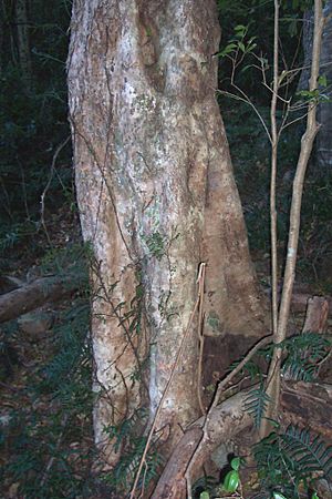 Syzygium australe - Mt Keira
