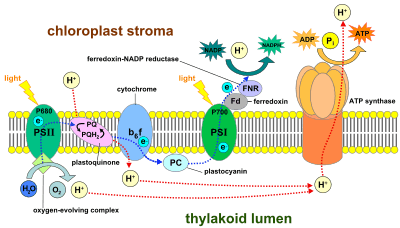 Thylakoid membrane 3