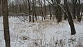 Tom Cannon Mound in the snow