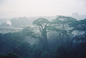 Tropical rainforest, Johor Bahru
