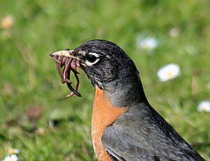 Turdus migratorius with worms 1