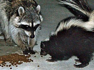 Urban raccoon and skunk