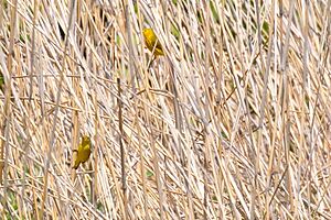 Yellow Warblers 3537092053