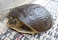 (Lissemys punctata) Indian flap shell Turtle 04