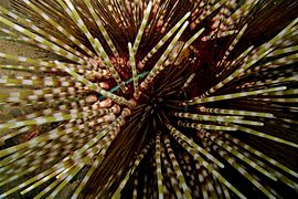43-EastTimor-Dive Tasi-Tolu 03 (Sea urchin)-APiazza
