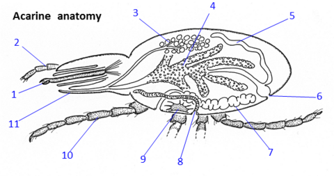 Acarine anatomy and morphology