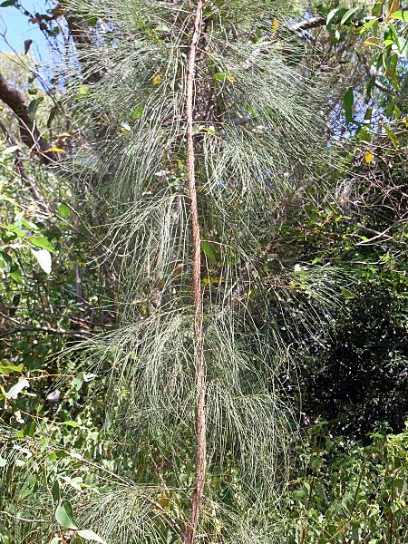 Allocasuarina - cultivated, Nielsen Park
