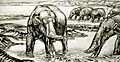 Amebelodon fricki
