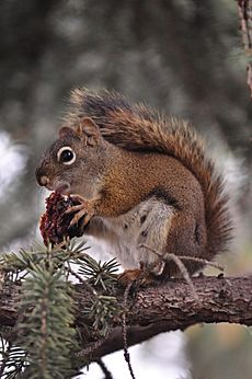 American squirrel eating nut, 13 Jun 2013