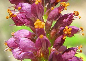 Amorpha fruticosa-flowers