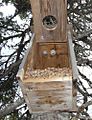 An unusual case of two wasp nests inside one nest box purposefully set for Boreal Owls