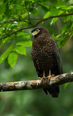 Andaman Serpent Eagle Albin 1.jpg