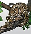 Angolan Dwarf Python (Python anchietae)