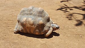 Angonoka tortoise in Antananarivo