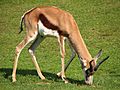 Antidorcas-marsupialis-springbok-grazing