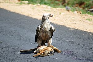 Aquila rapax -Ethiopia -with roadkill-8