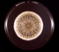 Aspergillus flavus in petri dish