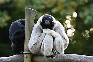 Pileated gibbon Facts for Kids