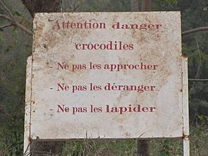 AttentionCrocodiles BangrWeoogoPark