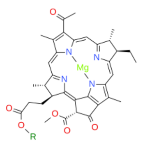 Bacteriochlorophyllide a