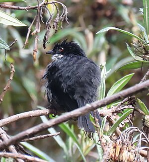 Black-backed bush tanager Facts for Kids