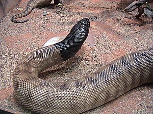 Blackheaded python2
