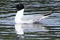 Bonaparte's Gull, Whitehorse