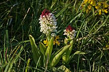 Burnt Orchid (Orchis ustulata) - geograph.org.uk - 866474.jpg