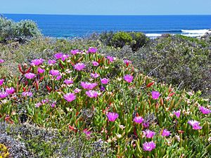 CSIRO ScienceImage 11318 Coastal flora on Rottnest Island Western Australia.jpg
