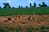 CSIRO ScienceImage 1147 European rabbit