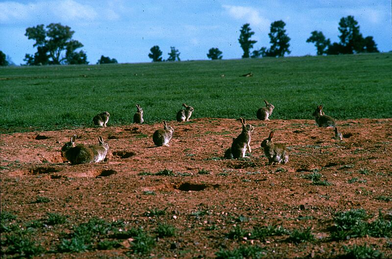 CSIRO ScienceImage 1147 European rabbit
