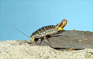 CSIRO ScienceImage 175 Polyzostera mitchelli Cockroach Order Blattodea