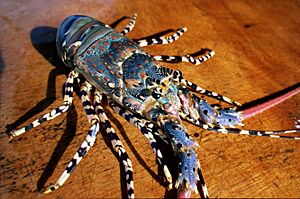 CSIRO ScienceImage 2518 Ornate Lobster.jpg